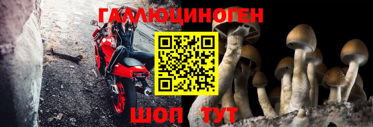 Галлюциногенные грибы Psilocybine cubensis Кропоткин